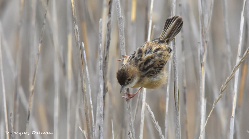 Cisticole des joncs,mâle. Els prats de la Vila.jpg